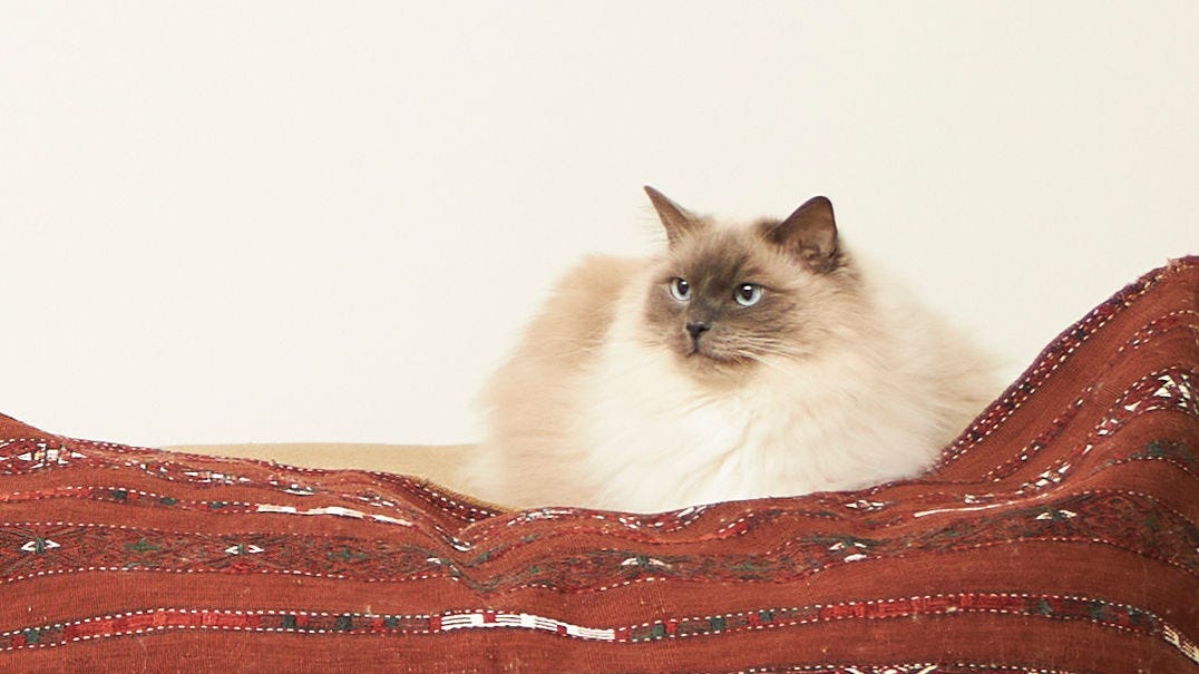 Un chat se reposant sur une couverture dans une maison anti-allergique avec un air intérieur purifié